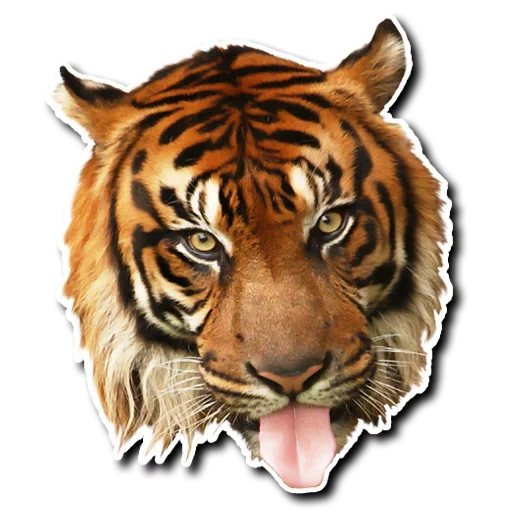 bocca di tigre, digel vachapu, testa di tigre, testa di tigre, tigre realistica