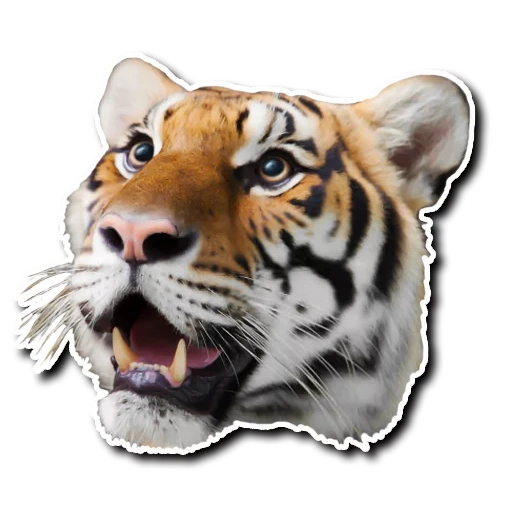 tiger, tiger vatsap, tigre vasapu, tigre réaliste