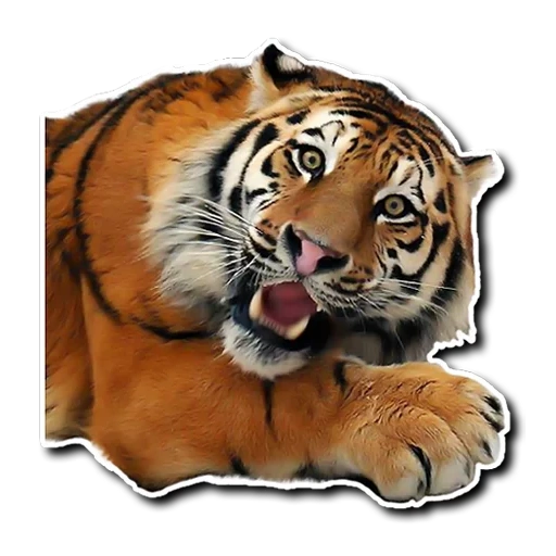 tiger, leo tiger, tiger tiger, der tiger ist glücklich, tiger mit weißem hintergrund