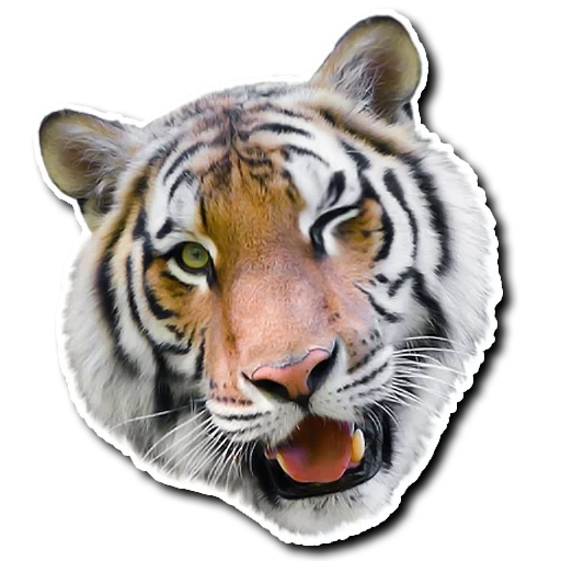 tigre, dinger vachap, tiger vassap, cabeza de tigre, tigre realista