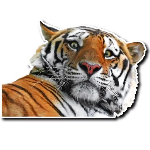 tiger, sibirischer tiger, realistischer tiger, majestätischer tiger