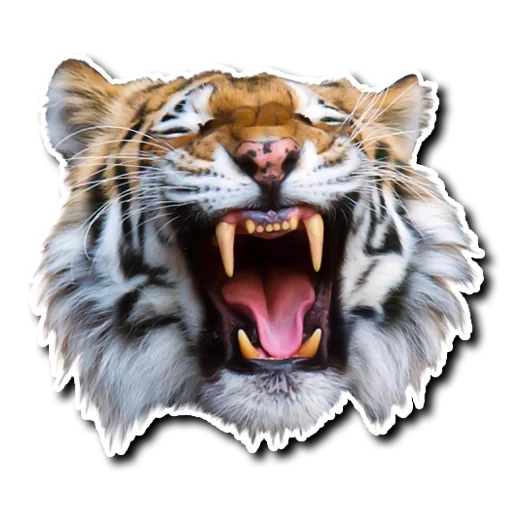 тигр, тигр ii, голова тигра, тигр животное