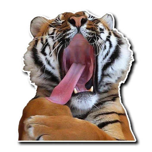 тигр, тигр ватсап, тигр смеется, зевающий тигр, наклейка тигр языком