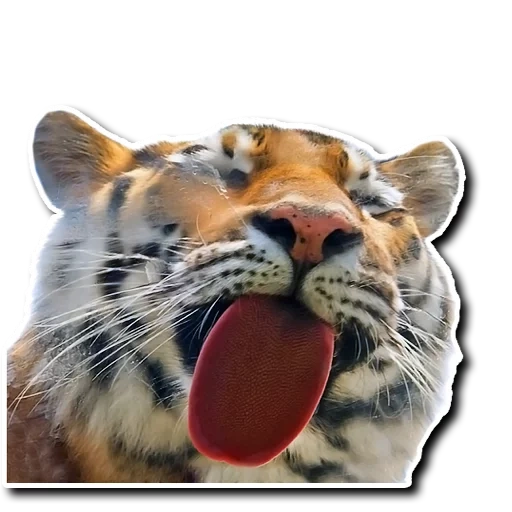 tiger, tiger e, tiger's mouth, tiger licking