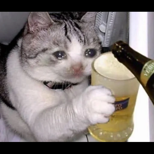 gato, gato, bebendo gato, gatos bêbados, os gatos são engraçados
