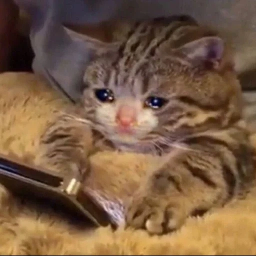 weinende katzen, die tiere sind süß, katzentier, traurige katze, meme mit einer weinenden katze