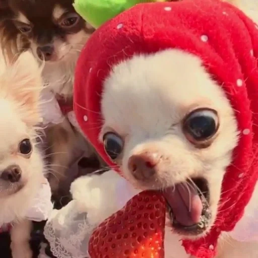 chihuahua, chihuahua puppies, chihua strawberries, chihuahua dog, chihuahua strawberries