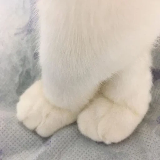 gato, gato max, gato mullido, piernas esponjosas, patas de gato esponjosas