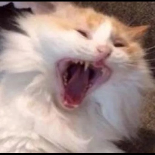 кот, смешные коты, зевающий кот, котики смешные, смешные приколы животными