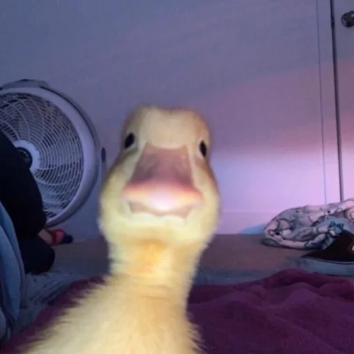duckling, duck duck, duck duck, the animals are cute, funny animal faces