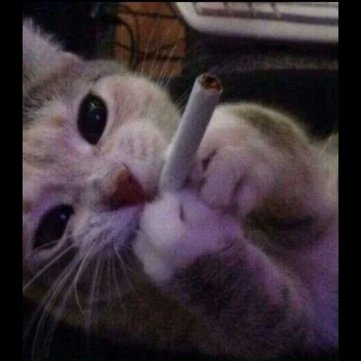 the cat is a cigar, the cat is a cigarette, cats with a cigarette, kitik with a cigarette, kitten with a cigarette
