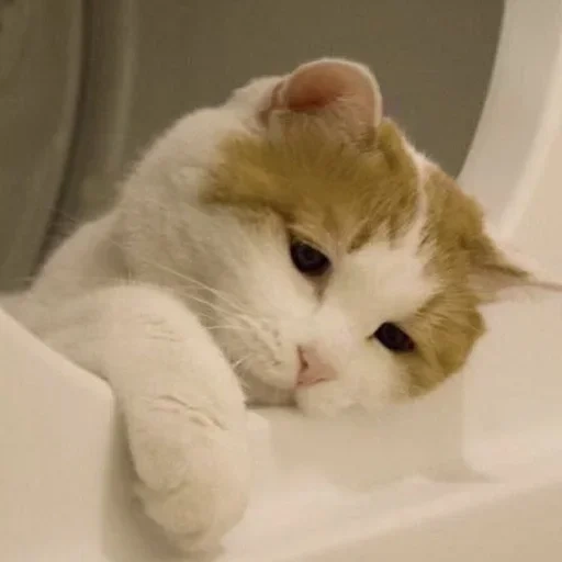 cat, cat, the cat is sad, sad cat, a cute sad cat
