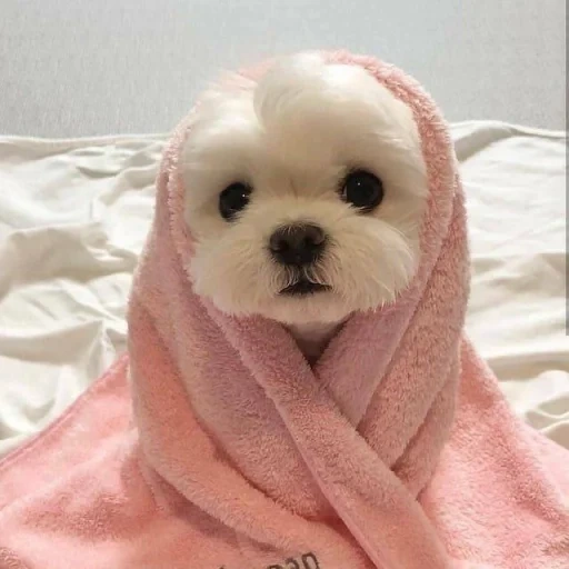cute puppy, cute puppies, lovely dogs, dogs are cute, the little face of the dog