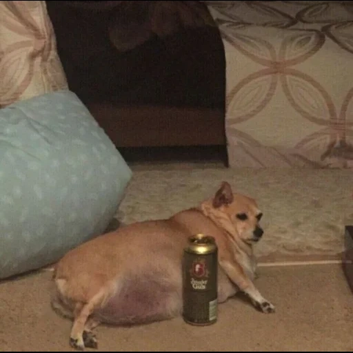 anjing lucu, anjing dengan meme bir, hewan itu lucu, meme oleh anjing dengan botol, anjing gemuk dengan bir
