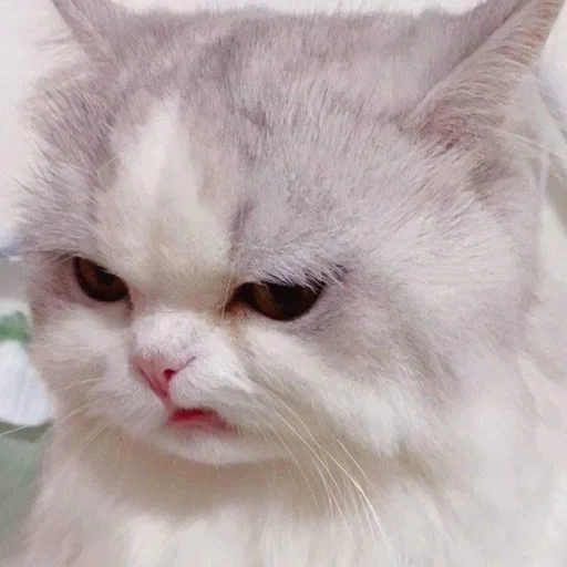 cat, sadness, the cat is angry, cute cats, memic cats