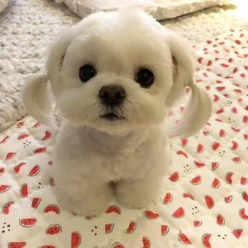 puppies, cute puppy, cute puppies, dogs are cute, maltese blinka puppy