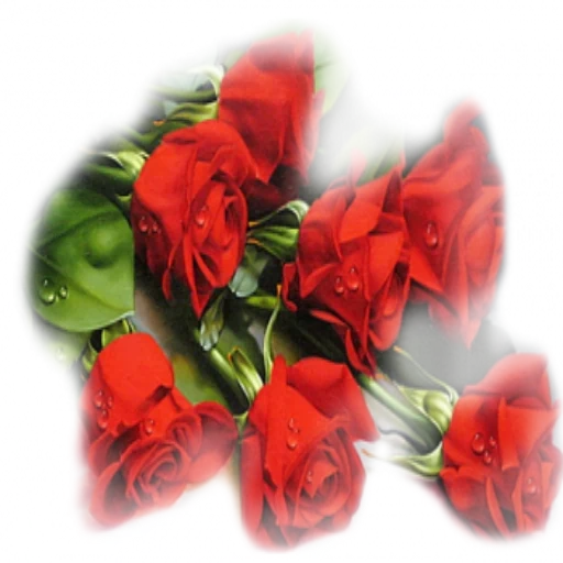 цветы розы, красные розы, цветы днем рождения, изображение плейкаста, плейкаст 8 марта тамара