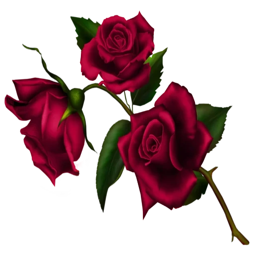 красная роза, клипарт розы, красивые розы, красные розы прозрачном фоне, бордовые розы прозрачном фоне