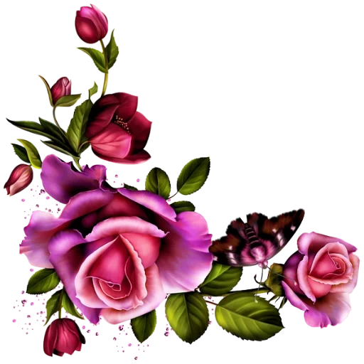 розы рамка, розы уголок, красивые розы, фиолетовые розы, угловые цветы живые