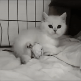 kucing, anak kucing putih, totoro inggris, british silver totoro, anak kucing berambut pendek inggris