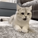 gato, chinchilla británica, gato plateado de chinchilla, cat color shinchilla briton, chinchilla plateada británica