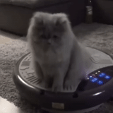 chat, chat, chat chat, chats animaux, cat robota aspirateur