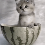 котик, милые котики, котенок чашке, животные милые, очаровательные котята