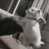 cat, a cat, funny cats, dancing cat, the cat is dancing to the music