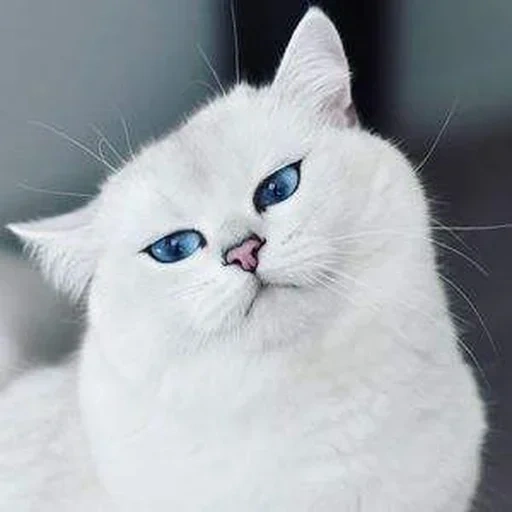 chinchilla británica kobi, gato plateado de chinchilla, chinchilla británica blanca kobi, chinchilla plateado británico, chinchilla plateada de gato británico