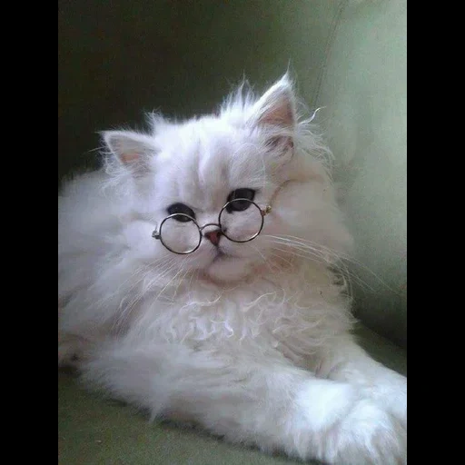 le chaton est poilu, chat persan, chat persan blanc, les chats persans sont drôles, albinisme du chat persan