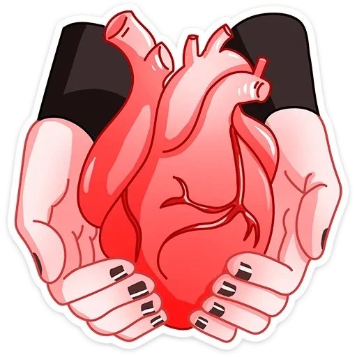 partes del cuerpo, órganos cardíacos, esfuerzo, corazón humano, corazón humano