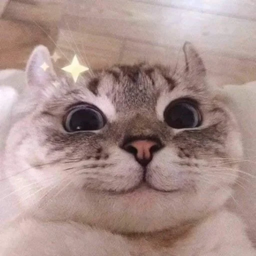 котик, милые котики, милый котик мем, милые коты мемов, фотографии милых котиков