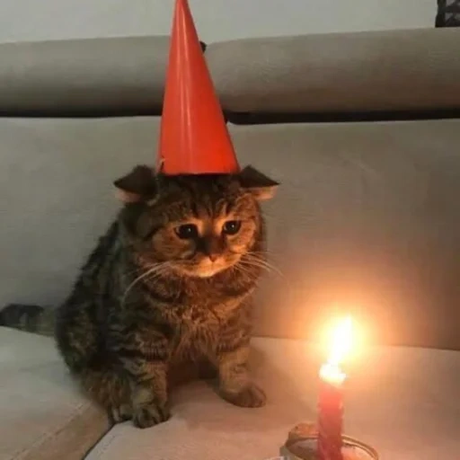 кошка, котики, birthday cat, у меня сегодня день рождения, никто не пришел день рождения