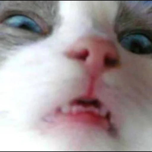 kucing, kucing, kucing, kitty meme, kucing selfie
