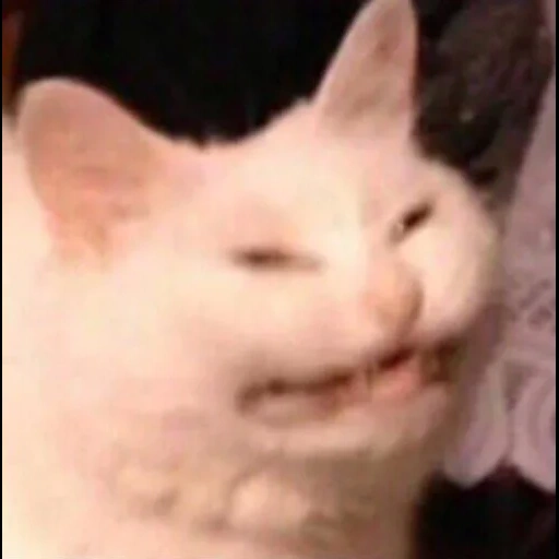 meme de gato, gato terco, la cara del gato es un meme, meme de gato divertido, el gato sonríe al meme