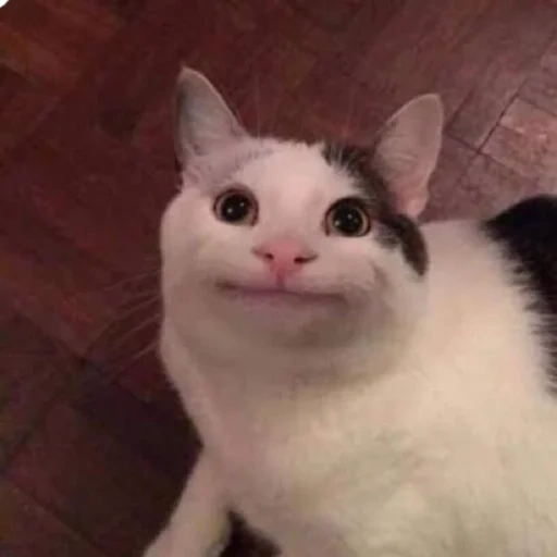 gato de meme, meme gatito, gato educado, meme de gato sonriente, cats lindos graciosos