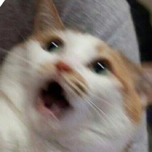 un gatto meme, gatto che chiama, un gatto meme, moe gatto urlante, i cani di mare sono ridicoli