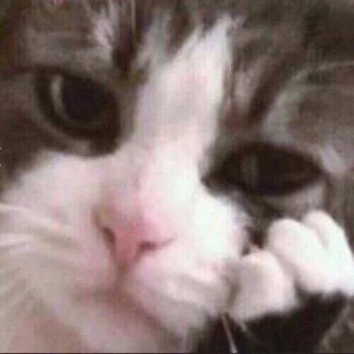 gatos lloradores, gato triste, el gato llora el meme, mete de gato triste, el gato llora es triste