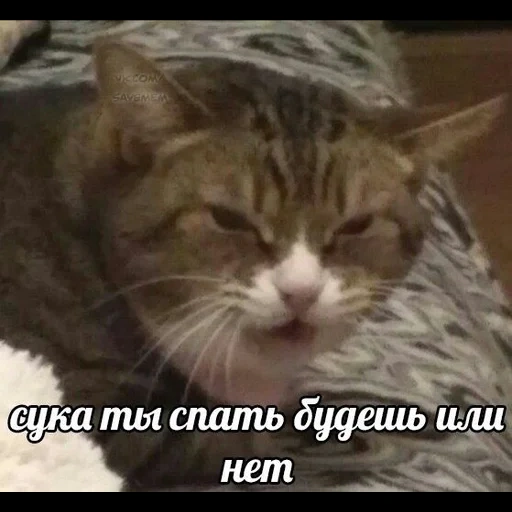 кот, котик, кошка, пора спать, всем спать