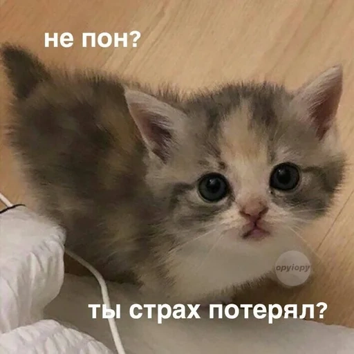 picca kotik, il gatto è triste, baby kitten, catto memico carino, piangere gattino