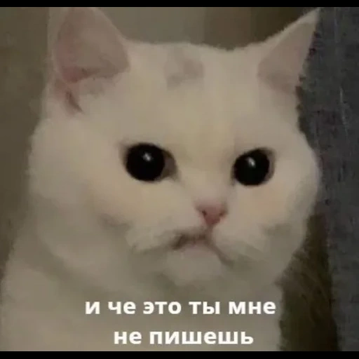 кот, кошка, кошка мем, мемный котик, мем милый котик
