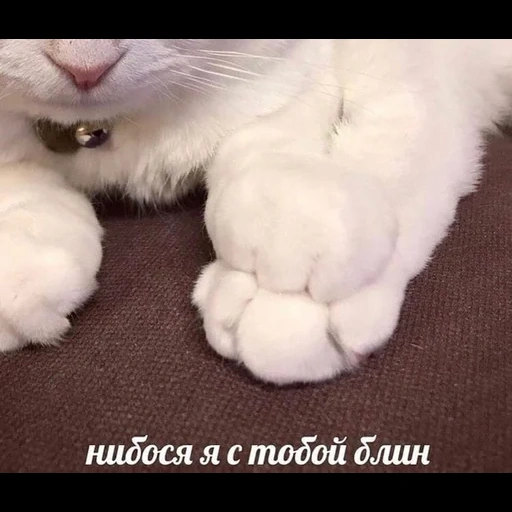 gatto, un gatto, gatti animali, gli animali sono carini, animale di gatto