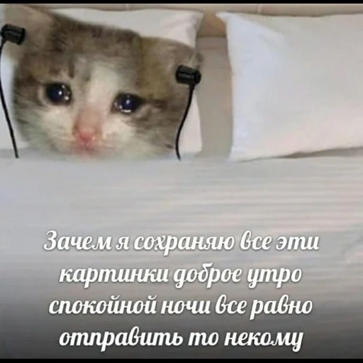 gatto, il gatto neerh, cat piangente, piangere gattino, piangere gatto con un telefono