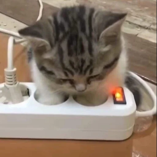 cat, seal, cat cat, electric cat, a ridiculous animal