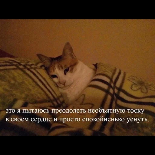 cat, meme cat, let's go to bed, i will go to sleep, good night children