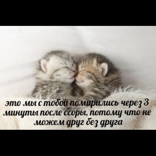котик, милые котята, милые котики, милые животные, котята спят обнимку