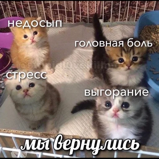 кот, кошка, милые котики, маленький котик, очаровательные котята