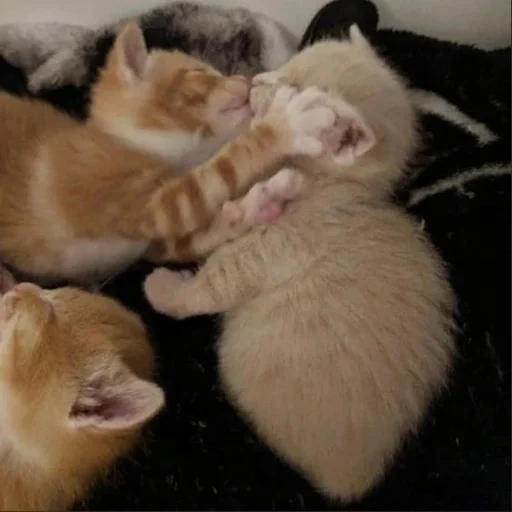 cats, cat, kitty kitty, cats, a charming kitten