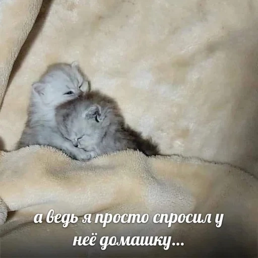 кот, кошка, кошка котенок, животные кошки, домашняя кошка