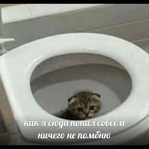 le chat est des toilettes, les chats sont drôles, animaux drôles, blagues animaux, photos drôles d'animaux